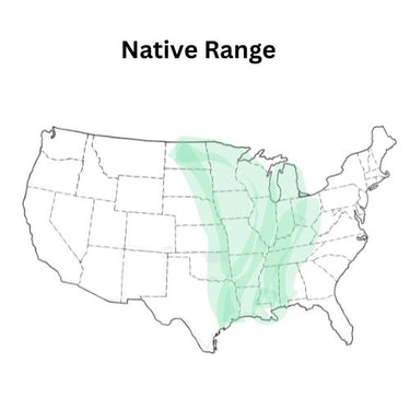 Native Flower Mix for Monarch Butterfly Seed Mixture (Midwest Specific)